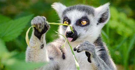 吉祥的動物|動物的象徵意義與意義